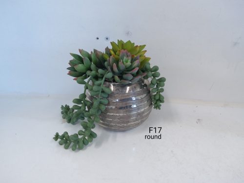 Succulents f17
